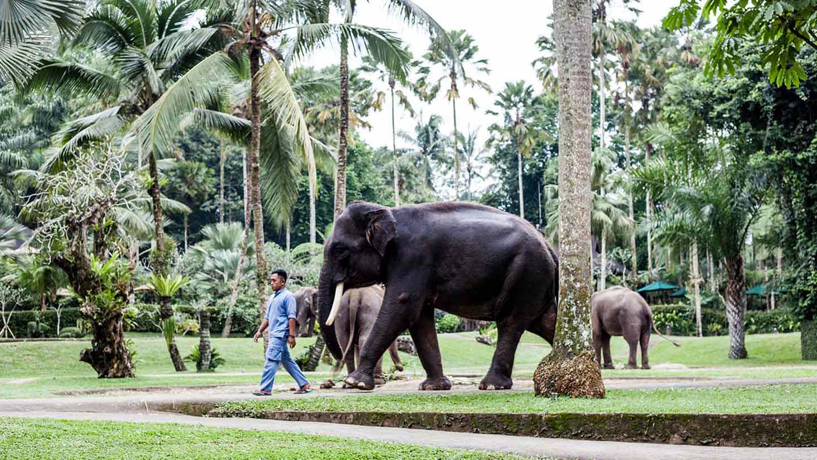 elephant-park2-1600X900
