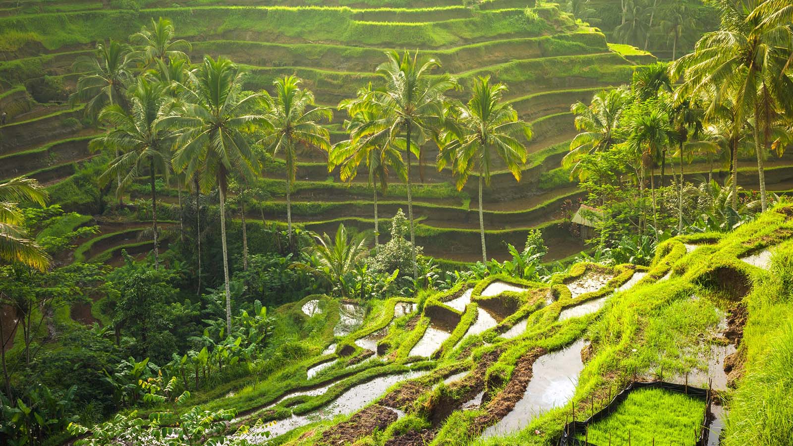 tegalalang-rice-terrace1-1600x900