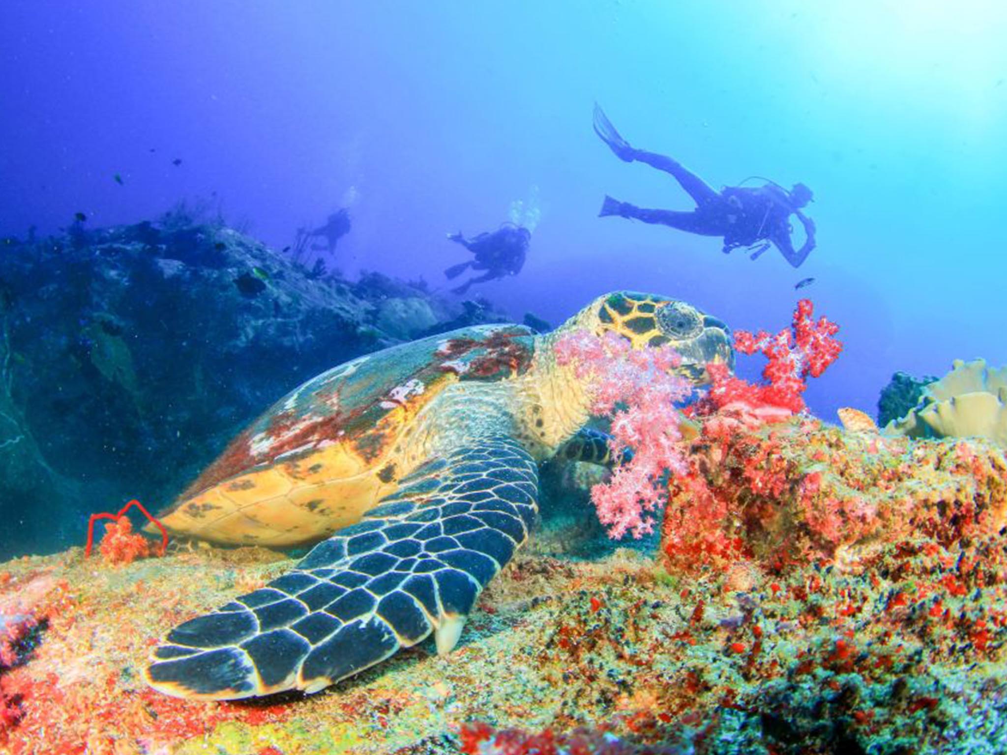 Snorkling Tour