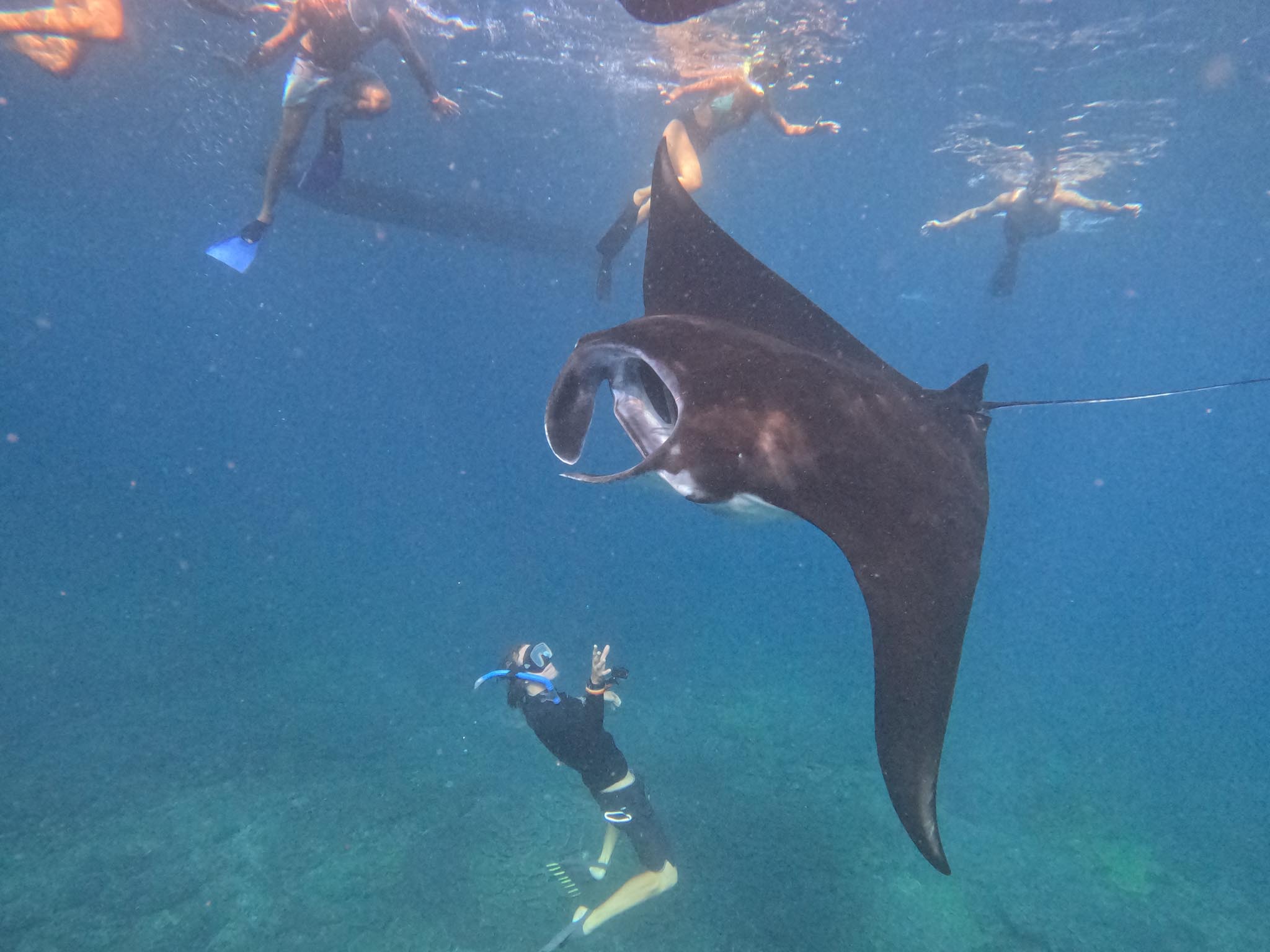Private snorkeling manta point in its nest with guide Nusa Penida