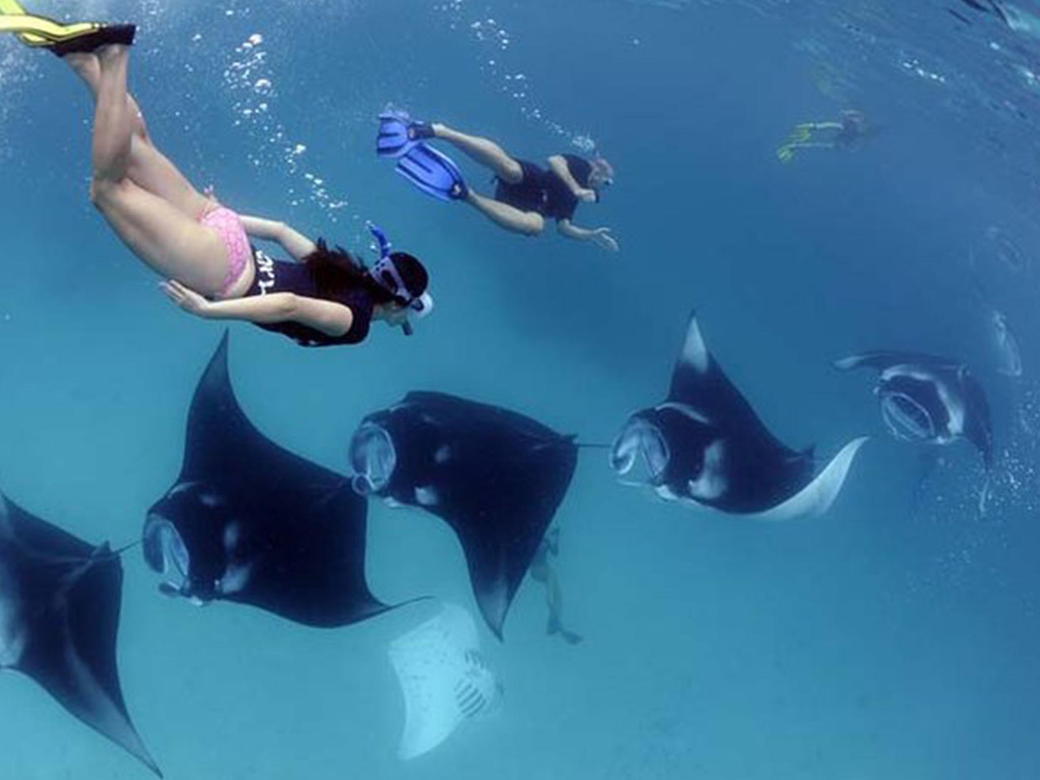Shared snorkeling manta point in its nest with guide Nusa Penida